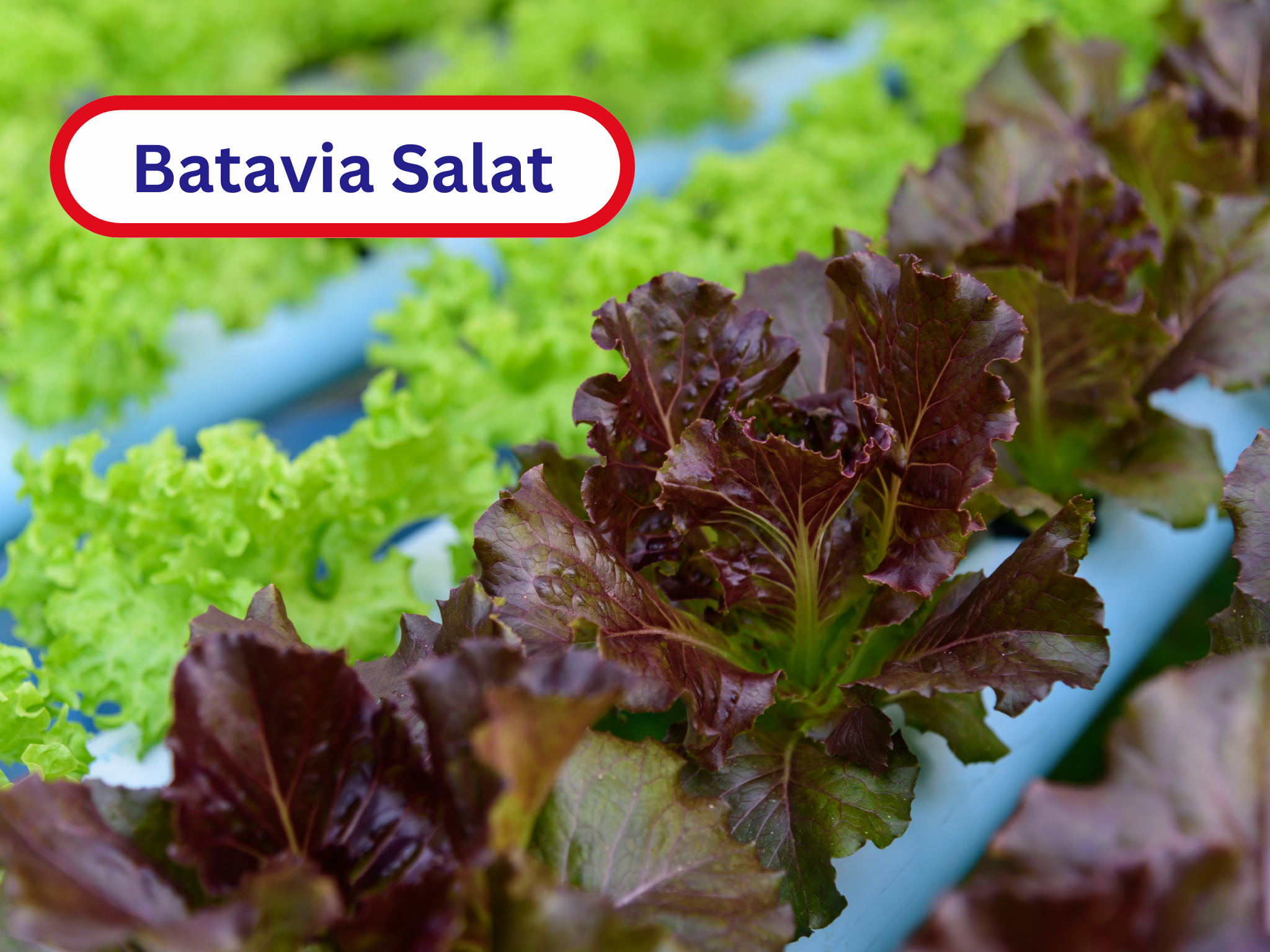 Batavia Salat