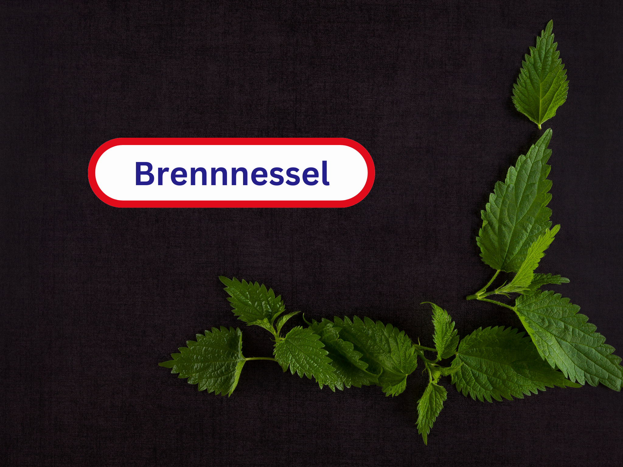 Brennnessel
