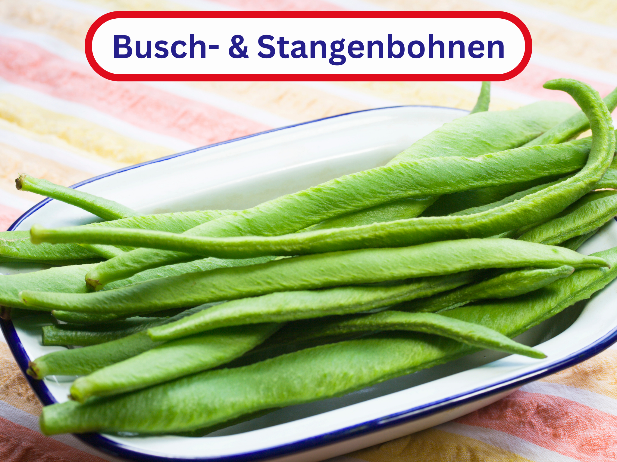 Busch-, Garten- oder Stangenbohnen