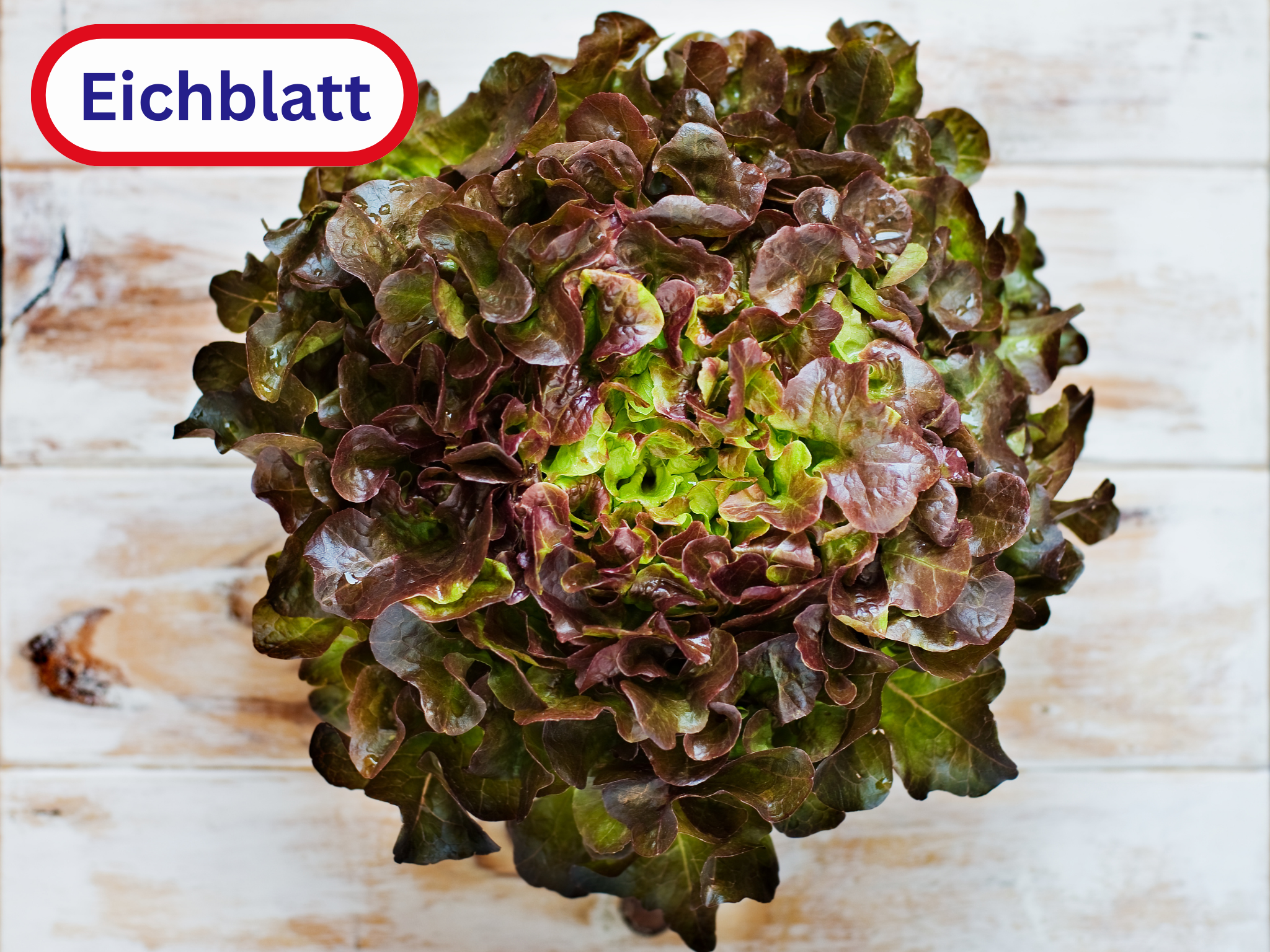 Eichblatt Salat