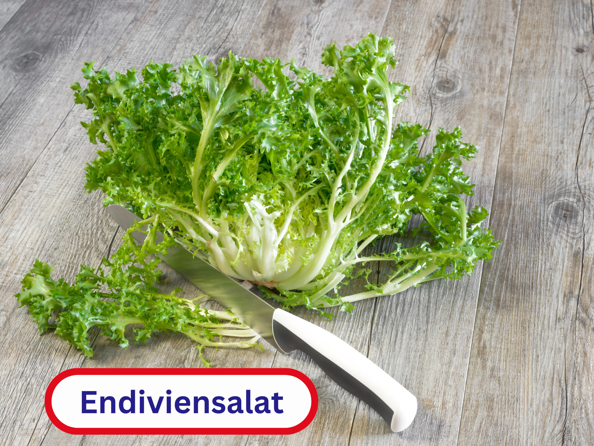 Endiviensalat