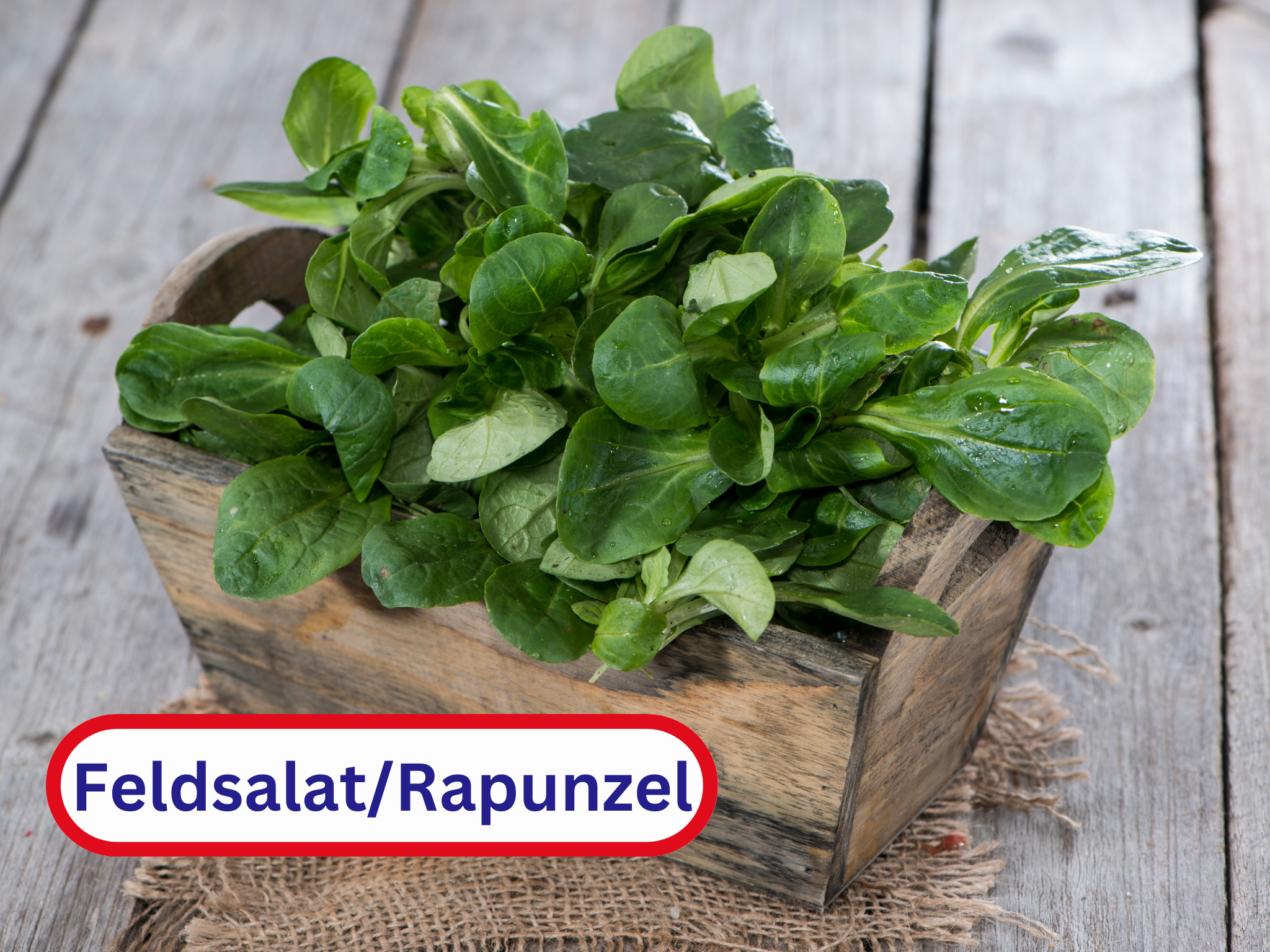 Feldsalat oder Rapunzel