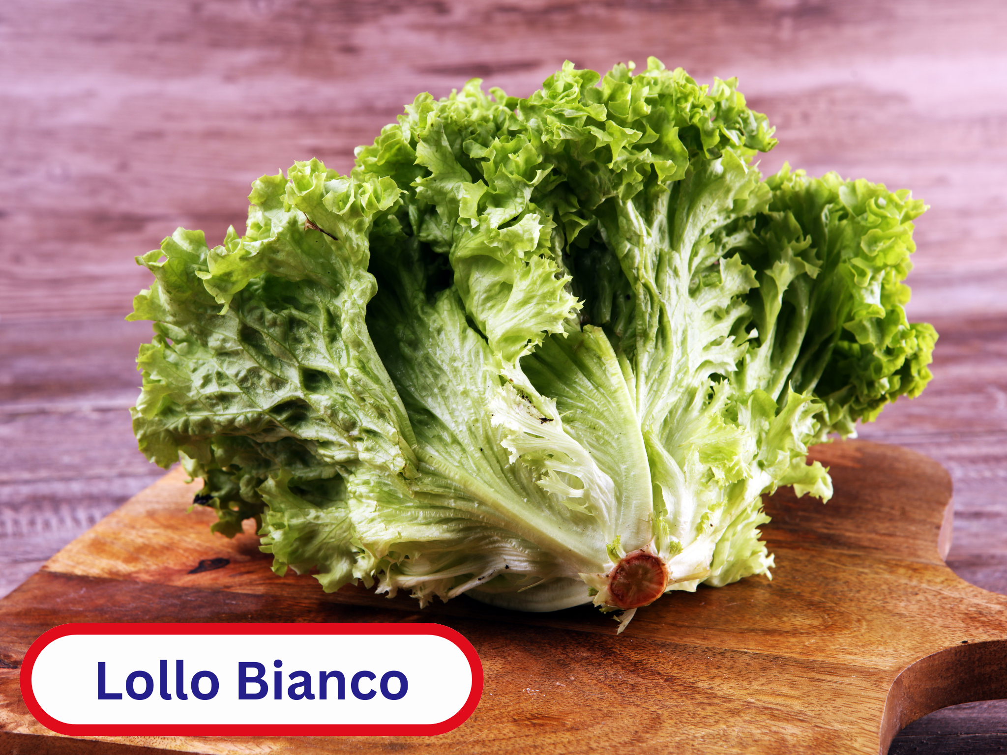 Lollo Bianco