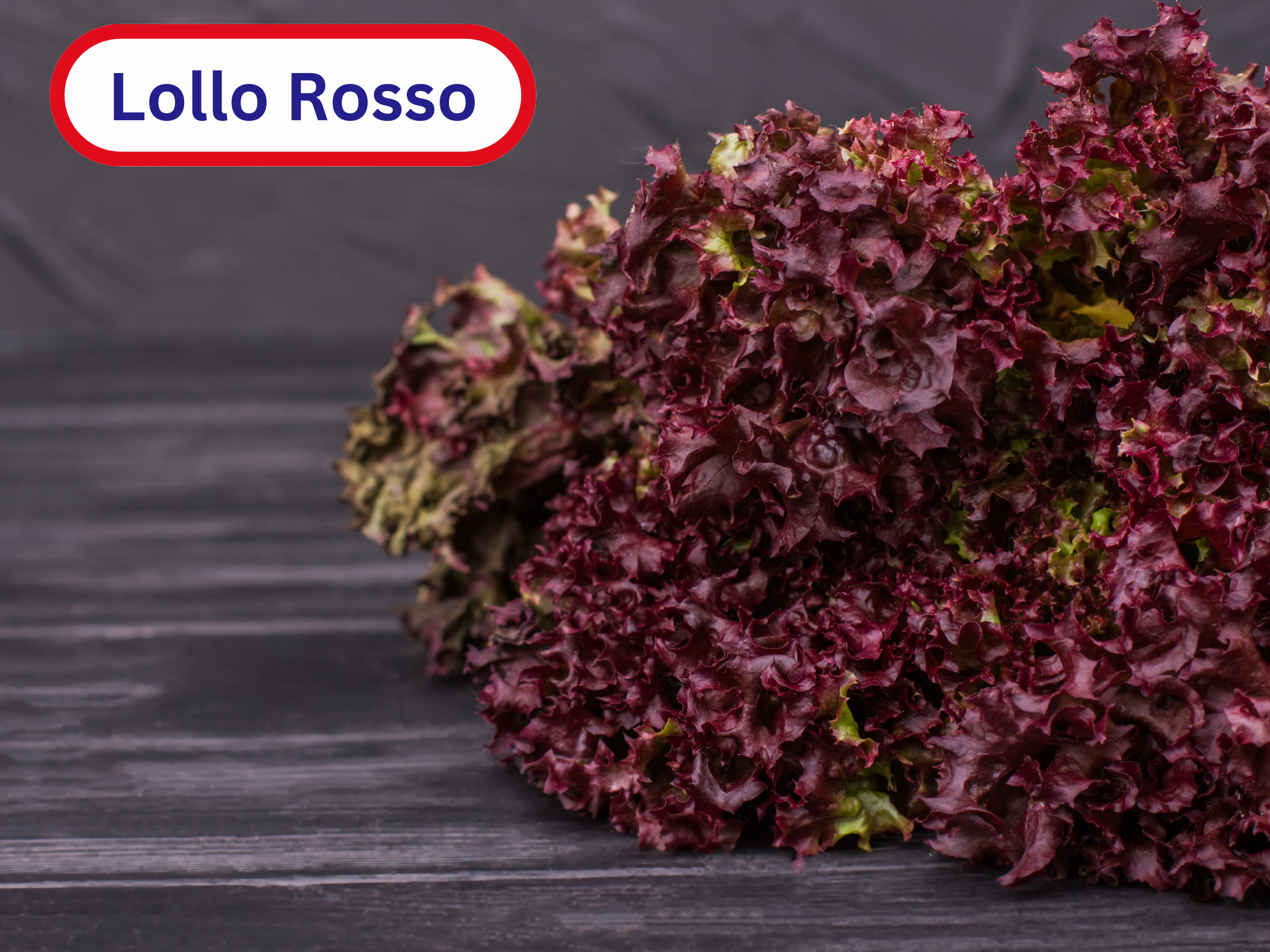 Lollo Rosso