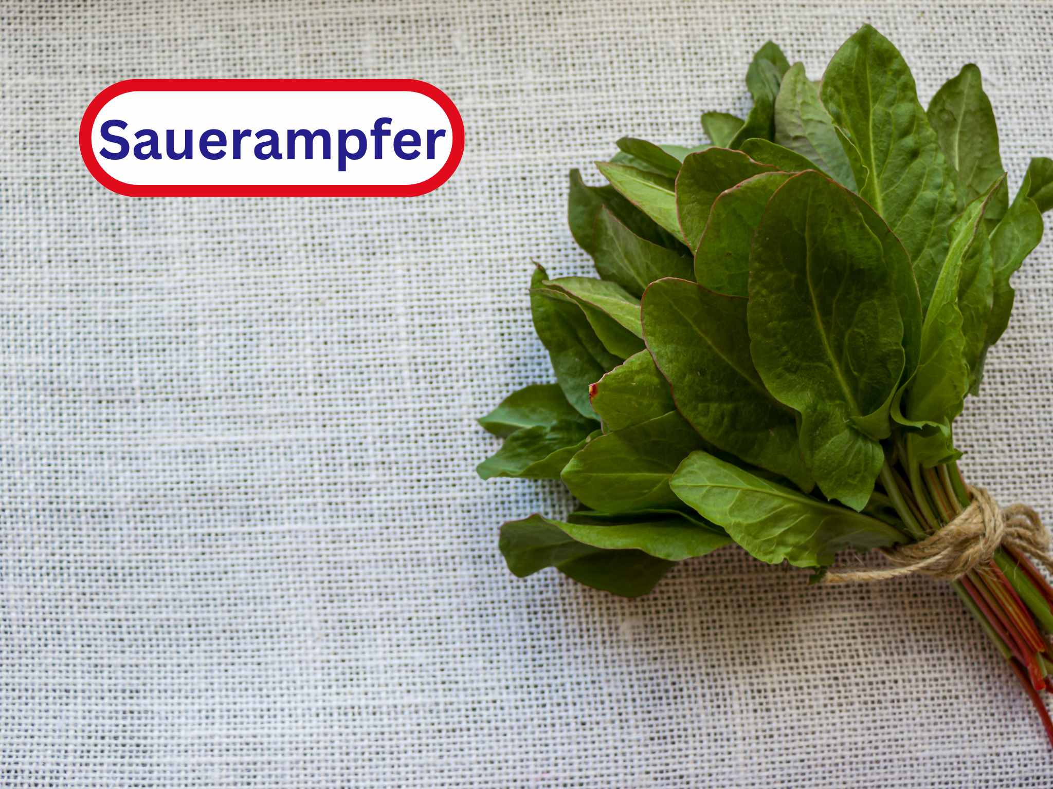 Sauerampfer